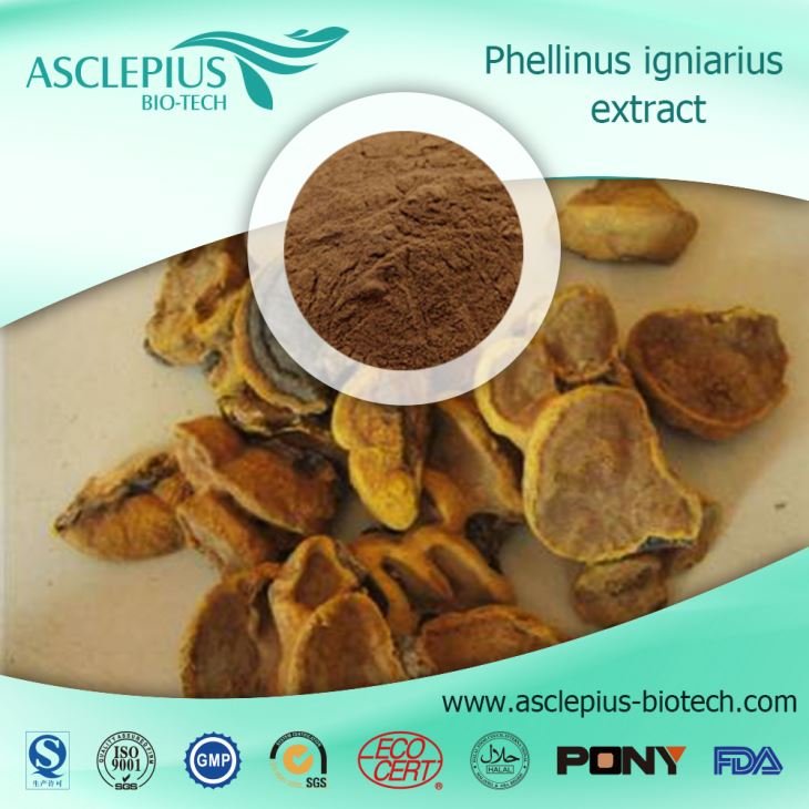 Nhà cung cấp bột chiết xuất Phellinus Igniarius Bán buôn /Thành phần hoạt chất là Morin